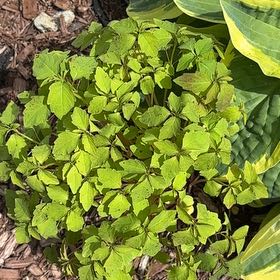 Photo of the plant species Japanese Spurge by @SpicyMoss12 named Winston on Greg, the plant care app