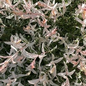 Photo of the plant species Snow-in-Summer by @SpicyMoss12 named Gates on Greg, the plant care app