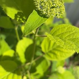 Photo of the plant species Ashy Hydrangea by @SpicyMoss12 named Treeyoncé on Greg, the plant care app