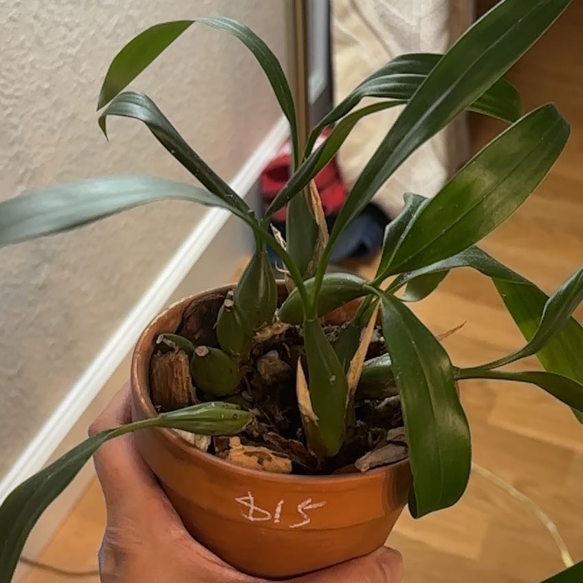 Photo of the plant species Coelogyne by @ProBluepearl39 named Planty on Greg, the plant care app
