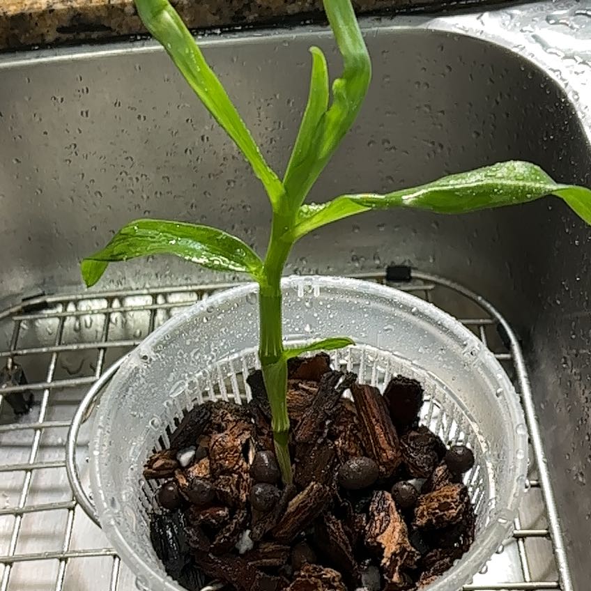 Photo of the plant species Dendrobium by @ProBluepearl39 named Marley on Greg, the plant care app