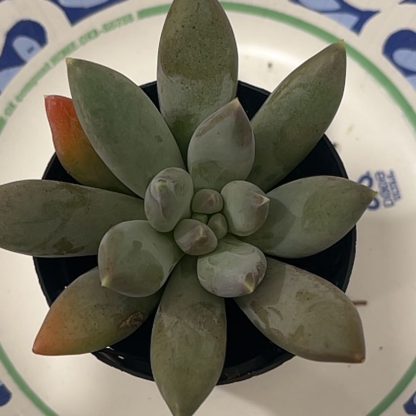 Photo of the plant species Moonsilver Succulent by @SirRoselle66 named Lady Macbeth on Greg, the plant care app
