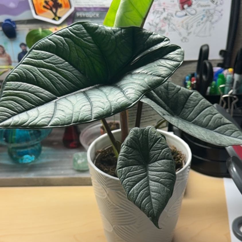 Photo of the plant species Alocasia 'Mythic Quicksilver' by @SavingTraci named Saeris on Greg, the plant care app