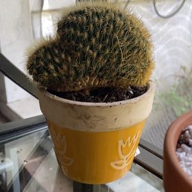 Photo of the plant species Crested Snake Cactus by @LordlyKalopanax named Bodhi on Greg, the plant care app