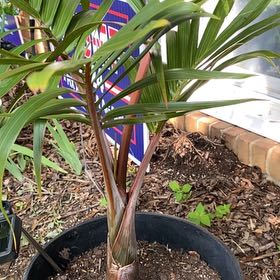 Photo of the plant species Spindle Palm by @LordlyKalopanax named Orlando Bloom on Greg, the plant care app
