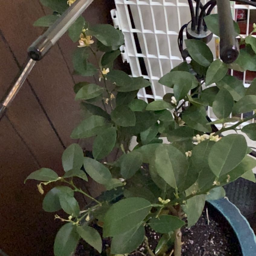 Photo of the plant species Lemon and Lime Tree by @KnowingGuasca39 named Leonardo on Greg, the plant care app
