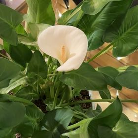 Photo of the plant species White Calla Lily by @PeakCowslip36 named Riley on Greg, the plant care app
