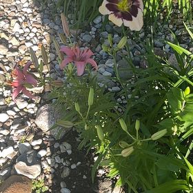 Photo of the plant species Orange Daylily by @BeefyMeadowflax named Coco on Greg, the plant care app