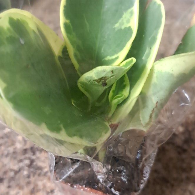 Photo of the plant species peperomia by @ExecTobacco56 named Ralph on Greg, the plant care app