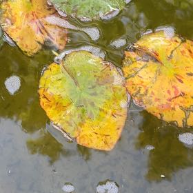 Photo of the plant species Fringed Water Lily by @RealWegaparsley named Aria on Greg, the plant care app