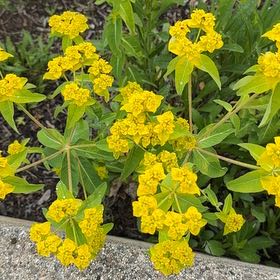 Photo of the plant species Cushion Spurge by @ValidCantaloupe named Morgan Treeman on Greg, the plant care app