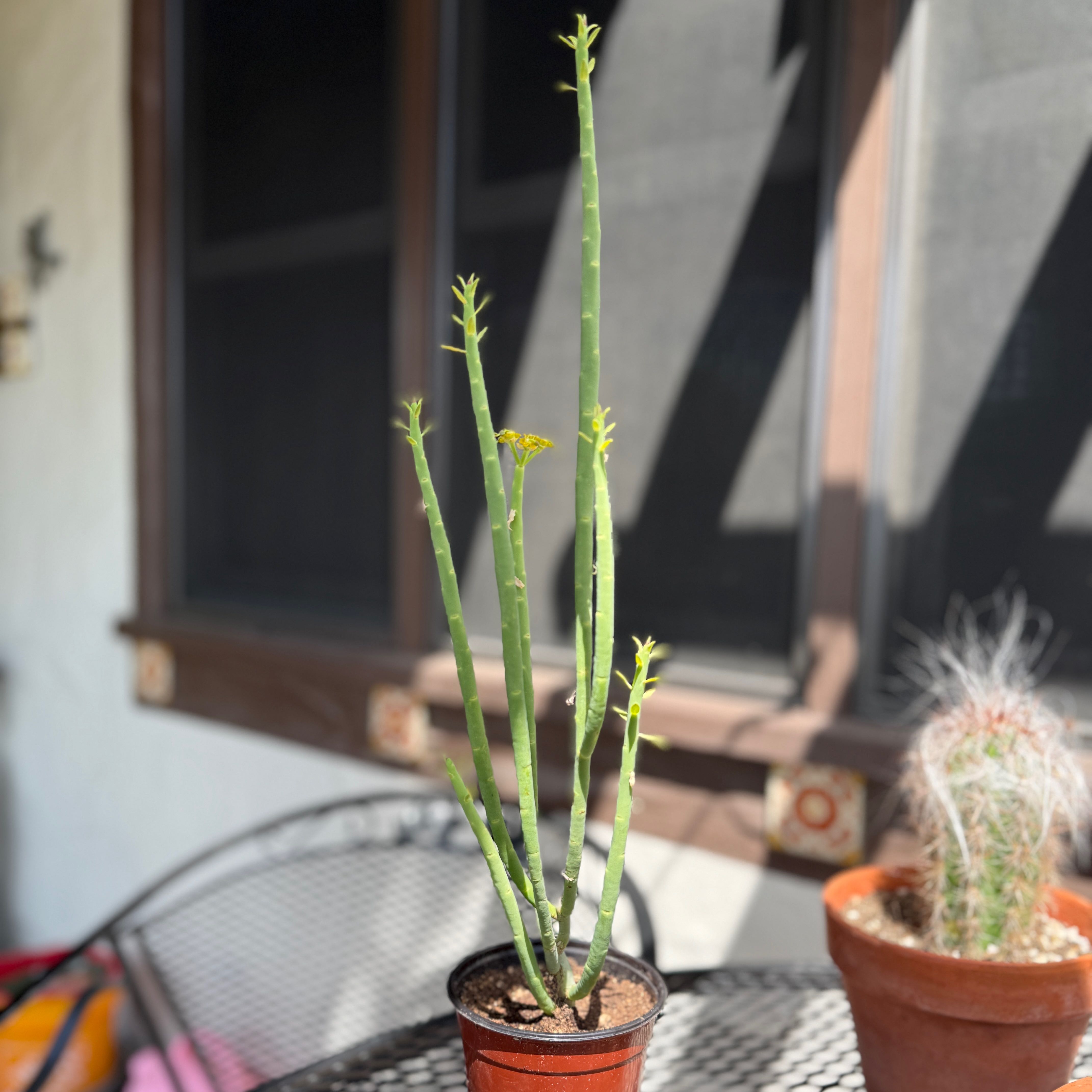 Photo of the plant species Pencil Milkbush by @Toyaboboya named Dixon Ticonderoga on Greg, the plant care app