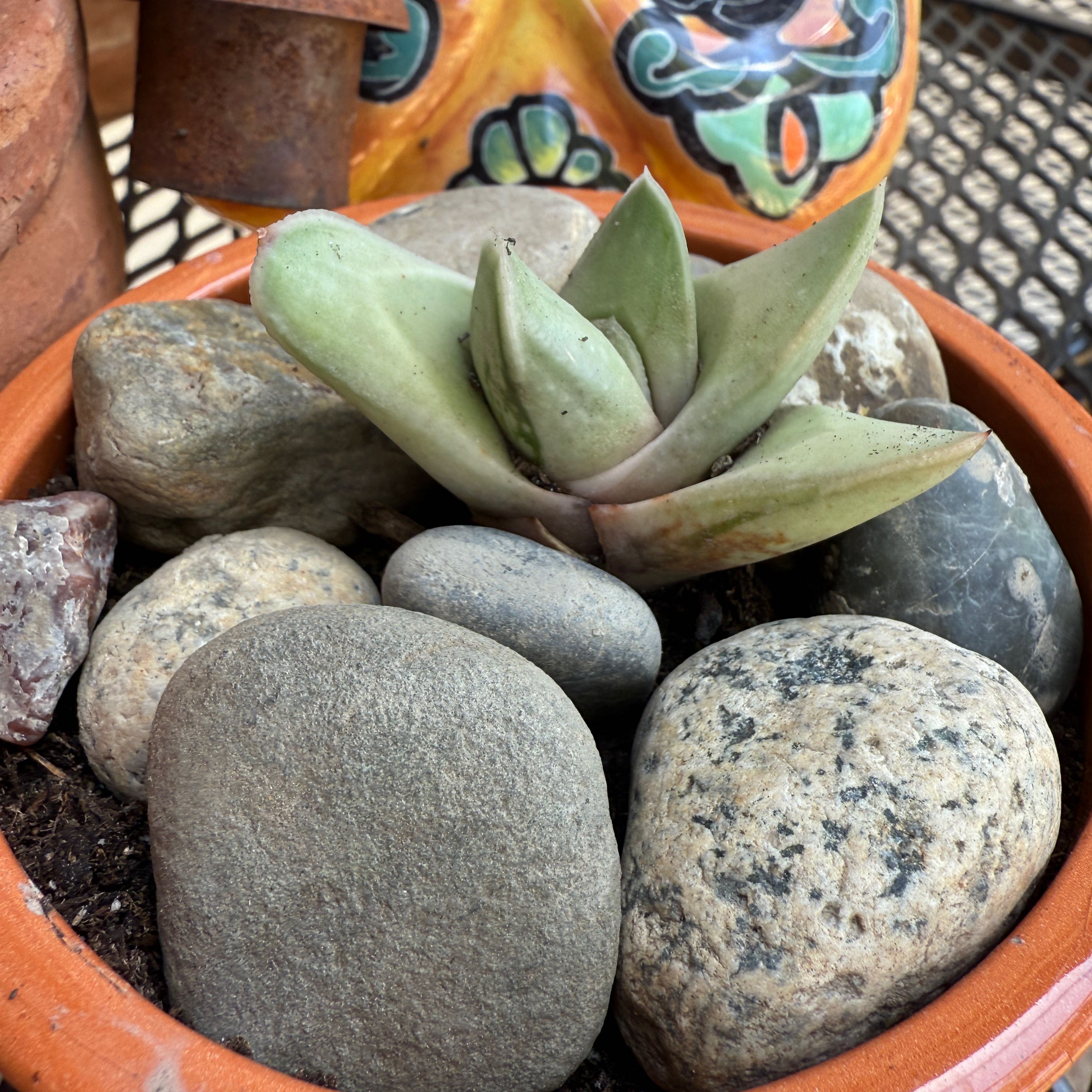 Photo of the plant species Gasteria Green Ice by @Toyaboboya named Neptune on Greg, the plant care app