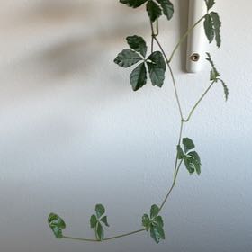 Photo of the plant species Cissus striata by @DinkumWorm98 named Beckham on Greg, the plant care app