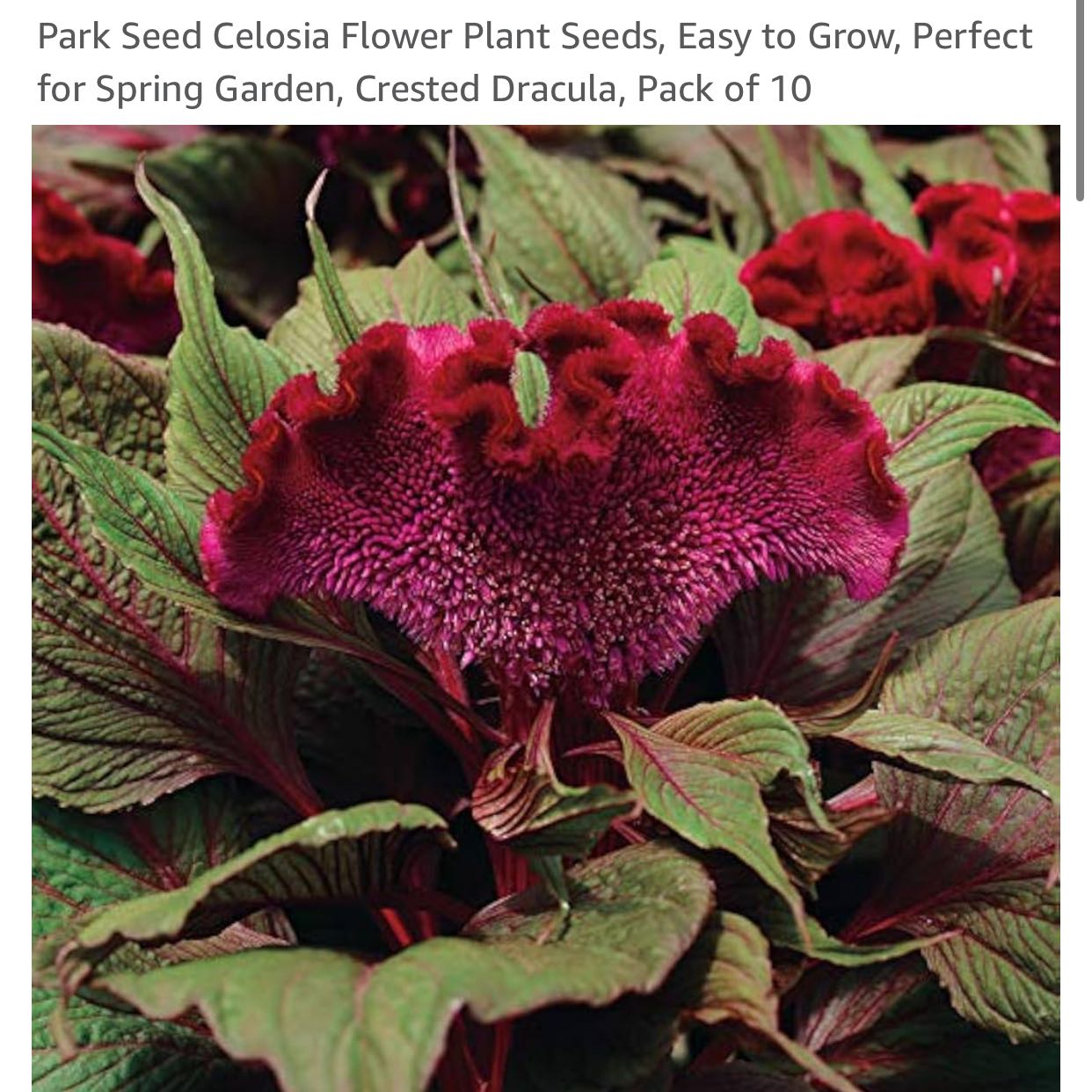 Photo of the plant species Celosia 'Dracula' by @MrsHadesGardens named Morgan Treeman on Greg, the plant care app