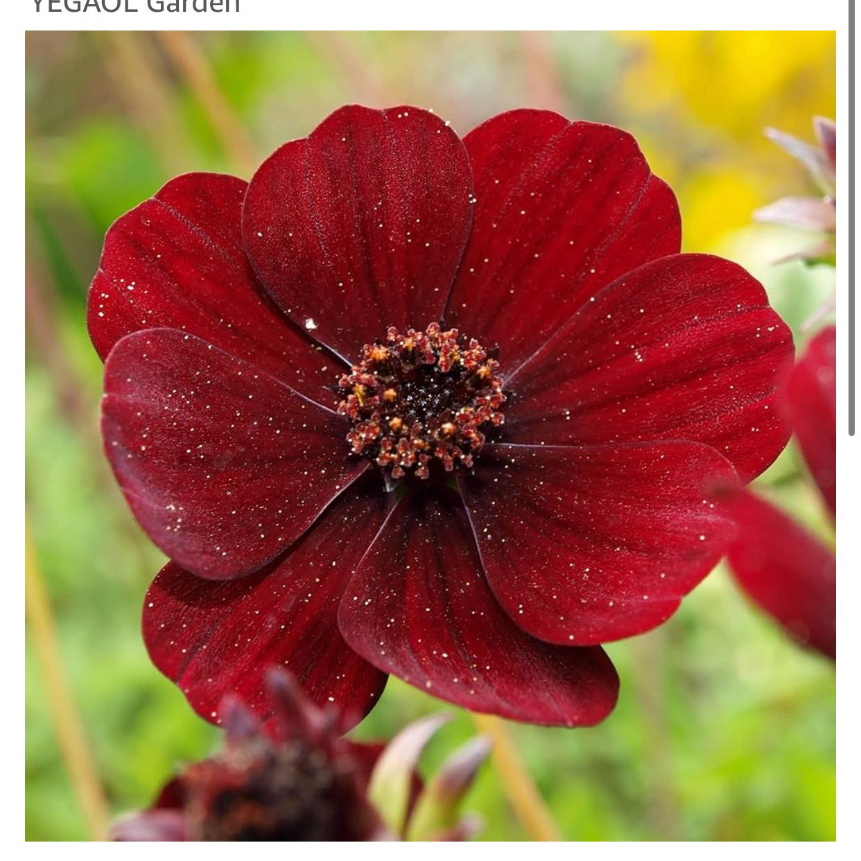 Photo of the plant species Chocolate Cosmos by @MrsHadesGardens named Girlfrond on Greg, the plant care app