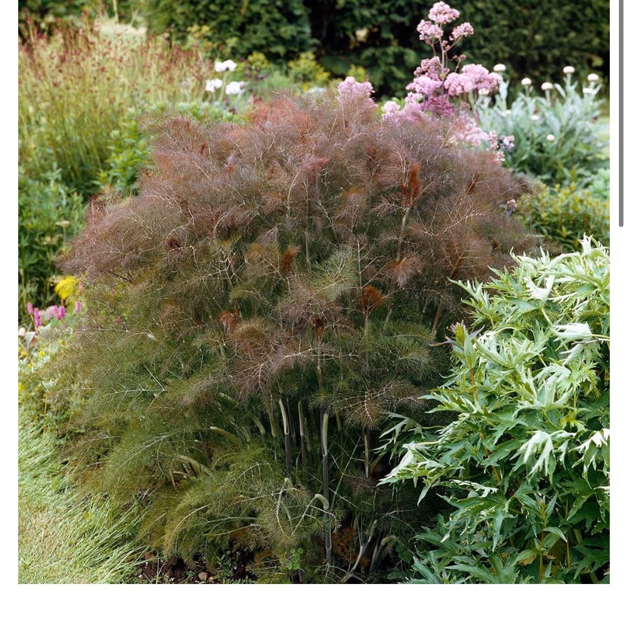 Photo of the plant species Bronze Fennel by @MrsHadesGardens named Rosa on Greg, the plant care app