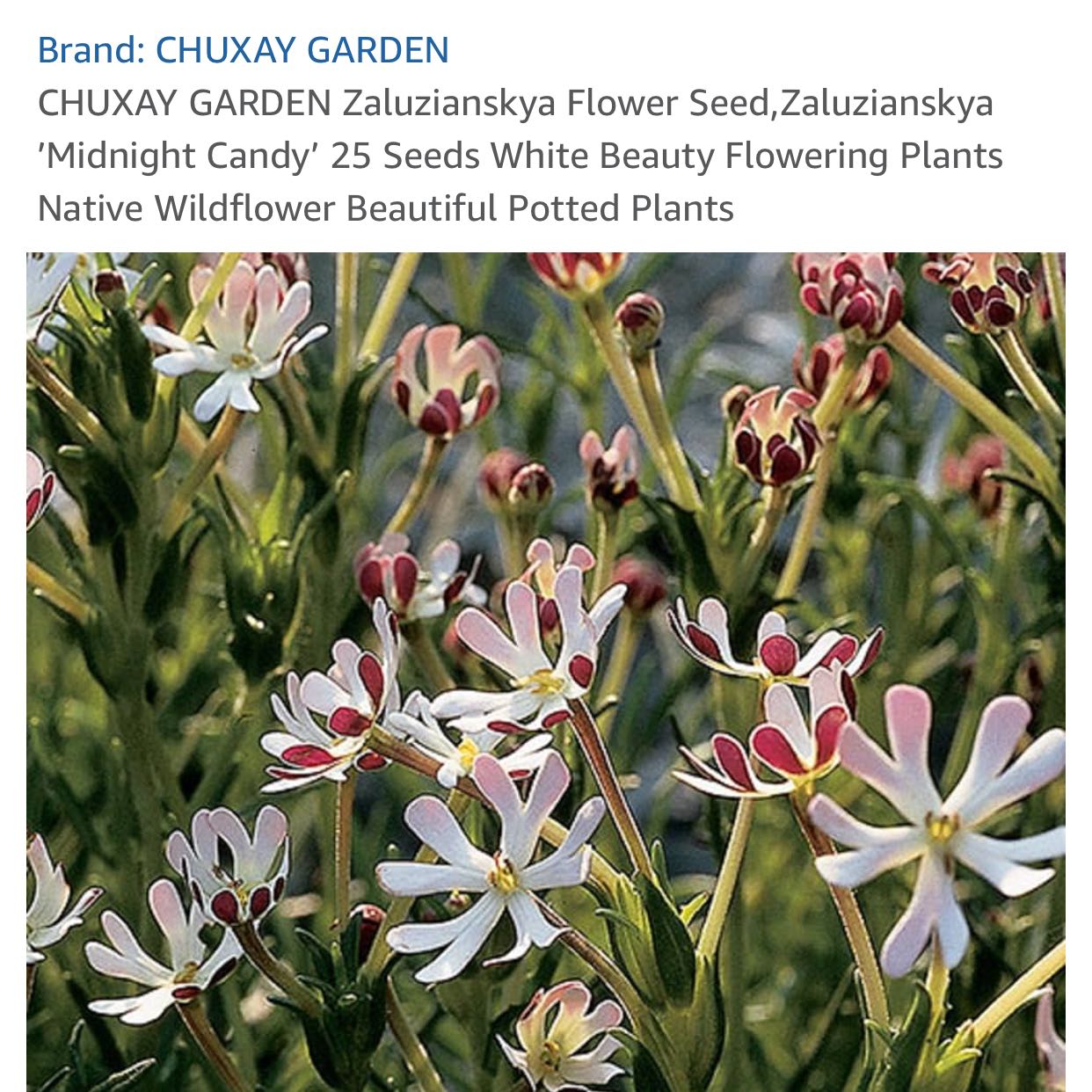 Photo of the plant species Midnight Candy by @MrsHadesGardens named Cleopatra on Greg, the plant care app
