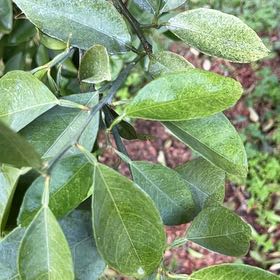 Photo of the plant species Washington Navel Orange by @ZealViolet71 named Mochi on Greg, the plant care app