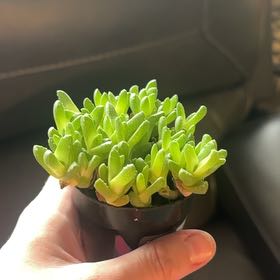 Photo of the plant species Assorted Stomatium by @CozyGollum96 named Kobe on Greg, the plant care app