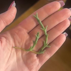 Photo of the plant species Doringvygie by @CozyGollum96 named Hamilton on Greg, the plant care app