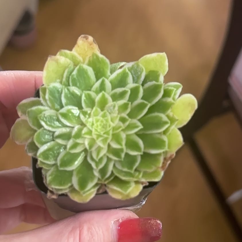 Photo of the plant species Aeonium 'Emerald Ice' by @CozyGollum96 named Nithin on Greg, the plant care app