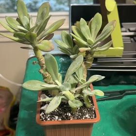 Photo of the plant species Mountain Fire Senecio by @CozyGollum96 named Sigmund on Greg, the plant care app