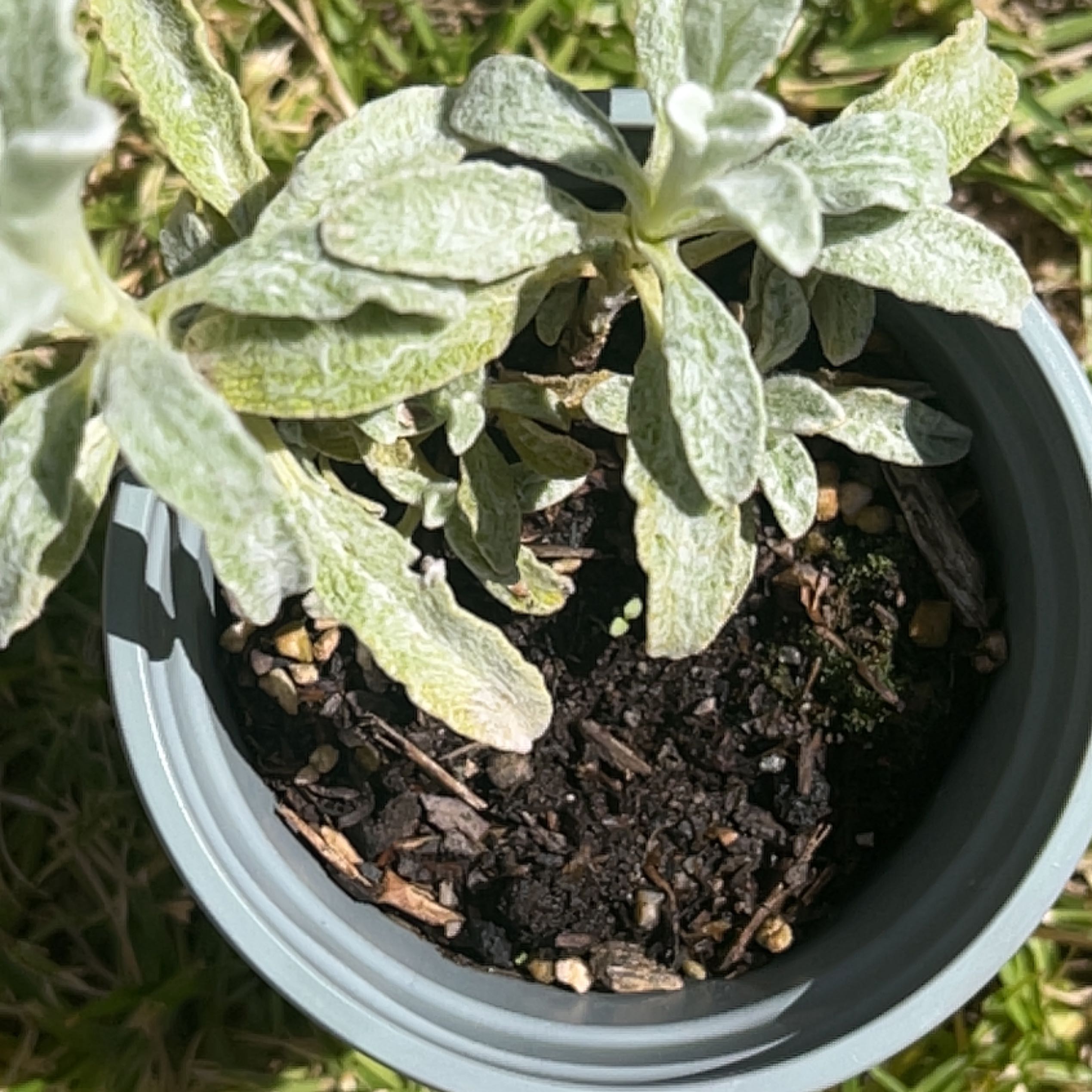 Photo of the plant species Greek Mountain Tea by @DollGardenaster named Zeus on Greg, the plant care app