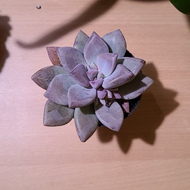 Photo of the plant species Leather petal by @HumaneBokchoi62 named Cleopatra on Greg, the plant care app