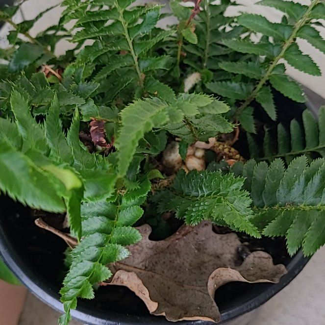 Photo of the plant species Western Sword Fern by @HumaneBokchoi62 named Homer on Greg, the plant care app