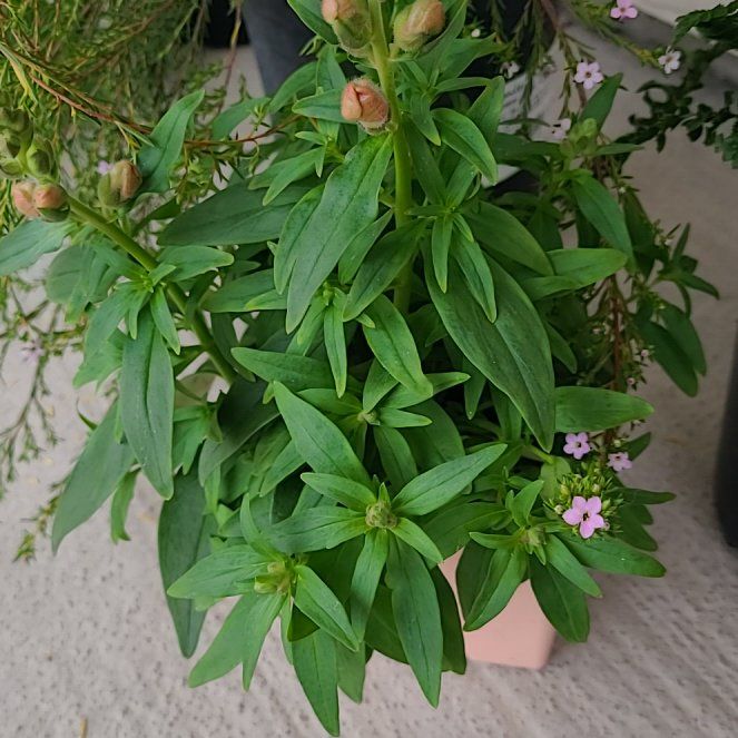 Photo of the plant species Dwarf Snapdragon by @HumaneBokchoi62 named Shakira on Greg, the plant care app