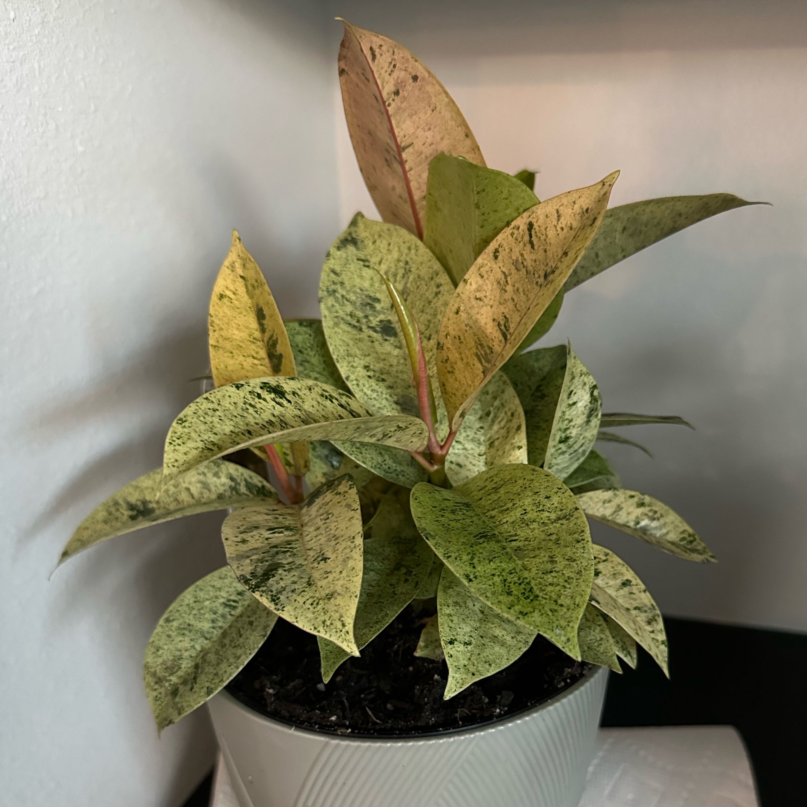 Photo of the plant species Rubber Plant 'Schrijveriana' by @ProphetHoya6 named Rainier on Greg, the plant care app
