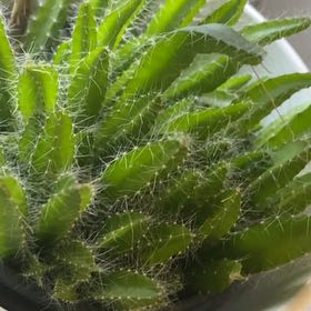 Photo of the plant species Lady-Finger Hedgehog Cactus by @QueenZebrina75 named Aristotle on Greg, the plant care app