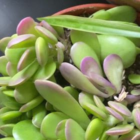 Photo of the plant species Trailing Jade by @QueenZebrina75 named Mando on Greg, the plant care app