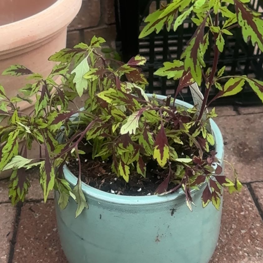 Photo of the plant species Coleus Flame Thrower Chipotle by @KinglySplitrock named Huckleberry Fern on Greg, the plant care app