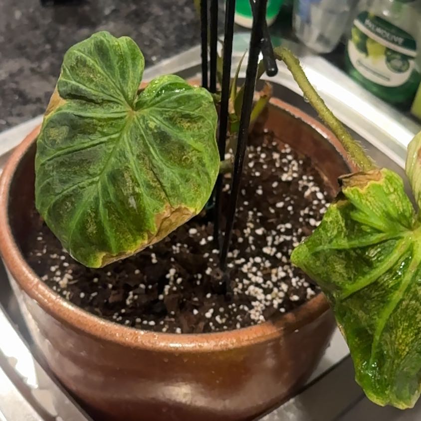 Photo of the plant species Philodendron verrucosum 'Amazon Sunset' by @KinglySplitrock named Bruce Lee on Greg, the plant care app