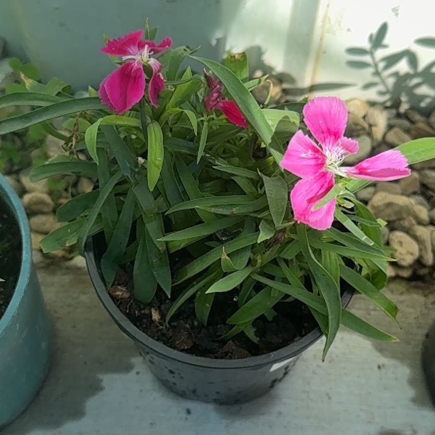 Photo of the plant species Dianthus 'Pink Kisses' by @Julsey named Oscar on Greg, the plant care app