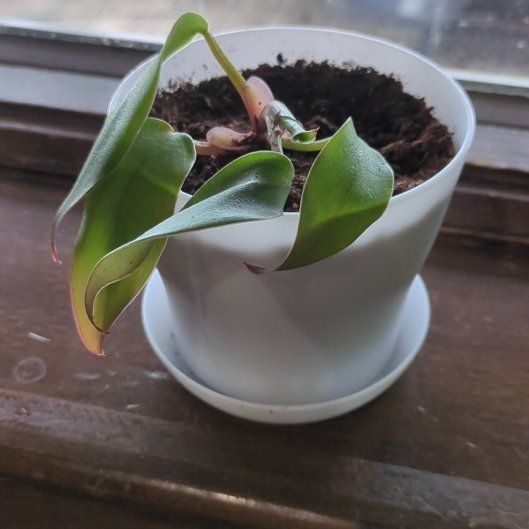Photo of the plant species Philodendron 'Congo Rojo' by @UpfrontDuwei73 named Foxxy on Greg, the plant care app