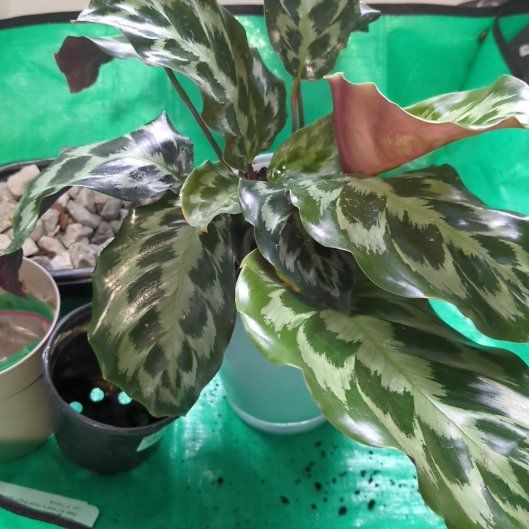 Photo of the plant species Calathea Helen Kennedy by @UpfrontDuwei73 named Helen on Greg, the plant care app