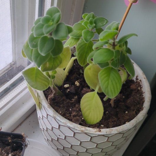 Photo of the plant species Streptocarpella 'Blue' by @UpfrontDuwei73 named Planty on Greg, the plant care app