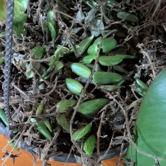 Photo of the plant species Red Elf Lipstick Plant by @UpfrontDuwei73 named Lebron on Greg, the plant care app