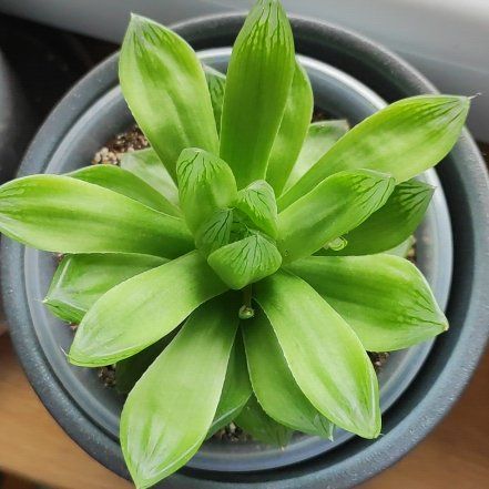 Photo of the plant species Haworthia cooperi var. leightonii by @FastBeeorchid named Terra on Greg, the plant care app