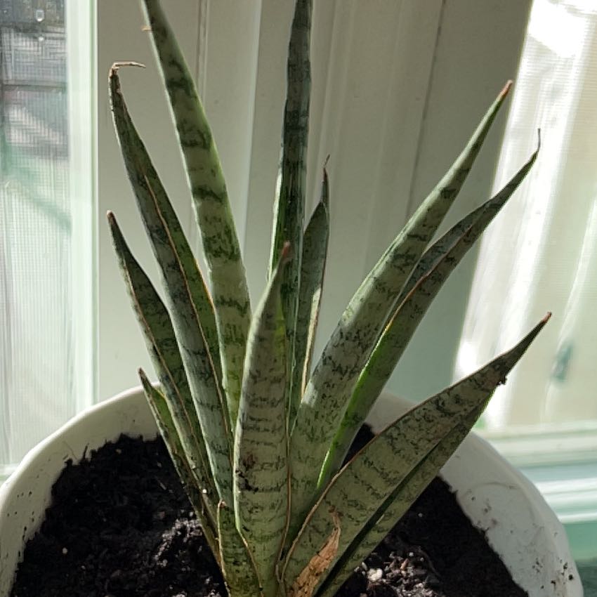 Photo of the plant species White-Striped Aloe by @KeyGasteria86 named Spike on Greg, the plant care app