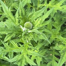 Photo of the plant species False Daisy by @StableCornplant named Beckham on Greg, the plant care app