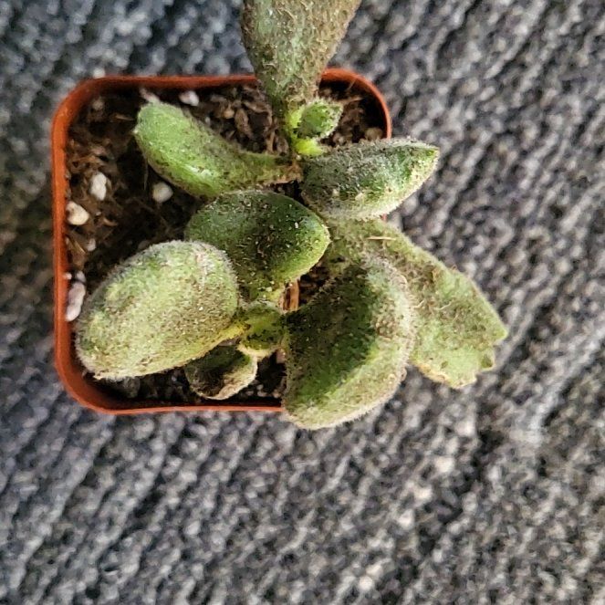 Photo of the plant species Devil's Spineflower by @NiftyEncina56 named Tupot amaroot on Greg, the plant care app