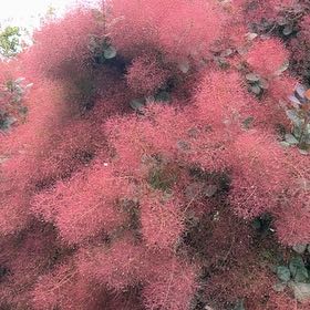 Photo of the plant species Smokebush by @HotLithop49 named Remington on Greg, the plant care app