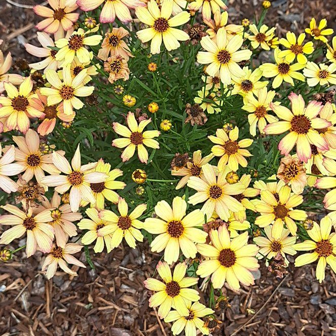 Photo of the plant species Tall Tickseed by @TopdogRaspberry named Madonna on Greg, the plant care app