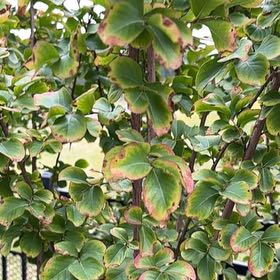 Photo of the plant species Cape Myrtle by @FirstCoriander named Sage on Greg, the plant care app