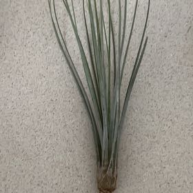 Photo of the plant species Air Plant by @UndefeatedAgave named Eva on Greg, the plant care app