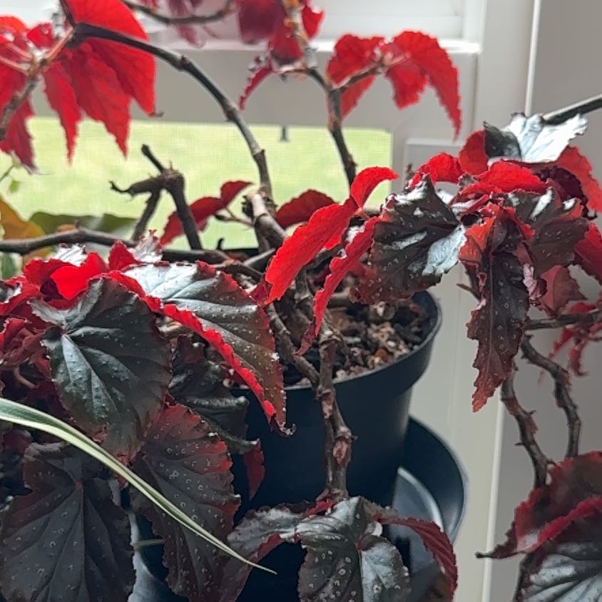 Photo of the plant species Begonia by @WhollySeaoats named Marilyn on Greg, the plant care app